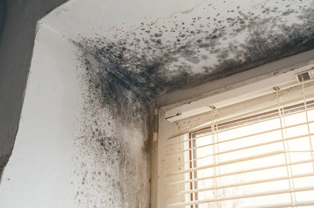 Affordable Mold Remediation solutions in Rockton, PA