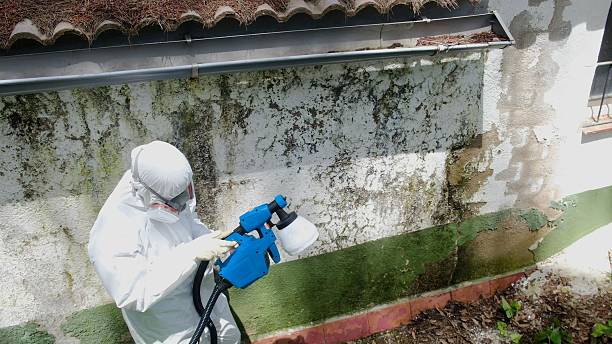 Trusted Mold Inspection service in Rockton, PA - Cheap Mold Removal